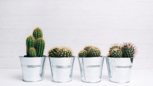 Read more about the article The Lesson